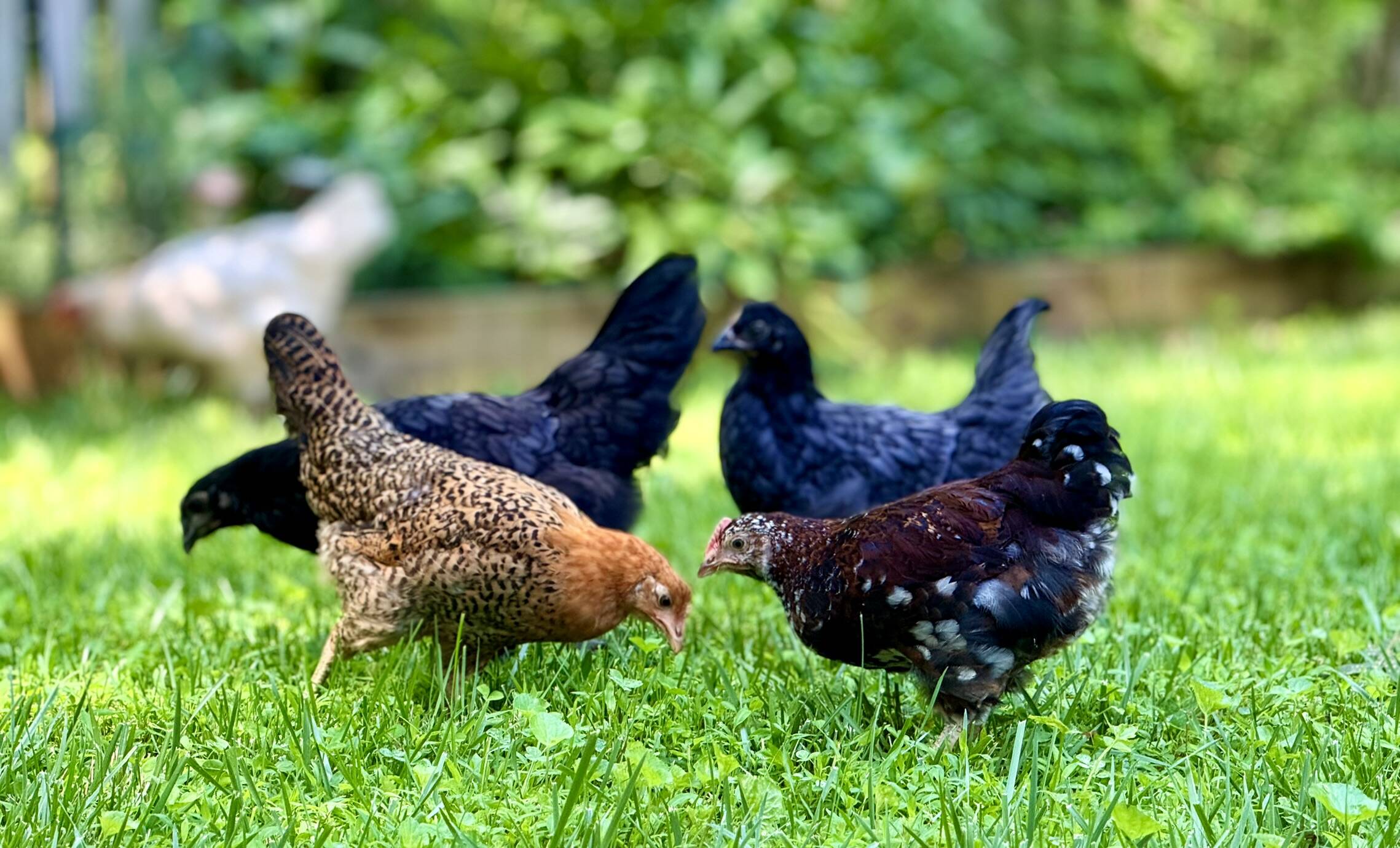 Happy Morning Farm — Specializing in organic, pasture-raised, soy-free eggs and local raw honey.